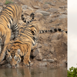 Tadoba National Park Ropeway