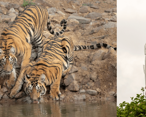 Tadoba National Park Ropeway